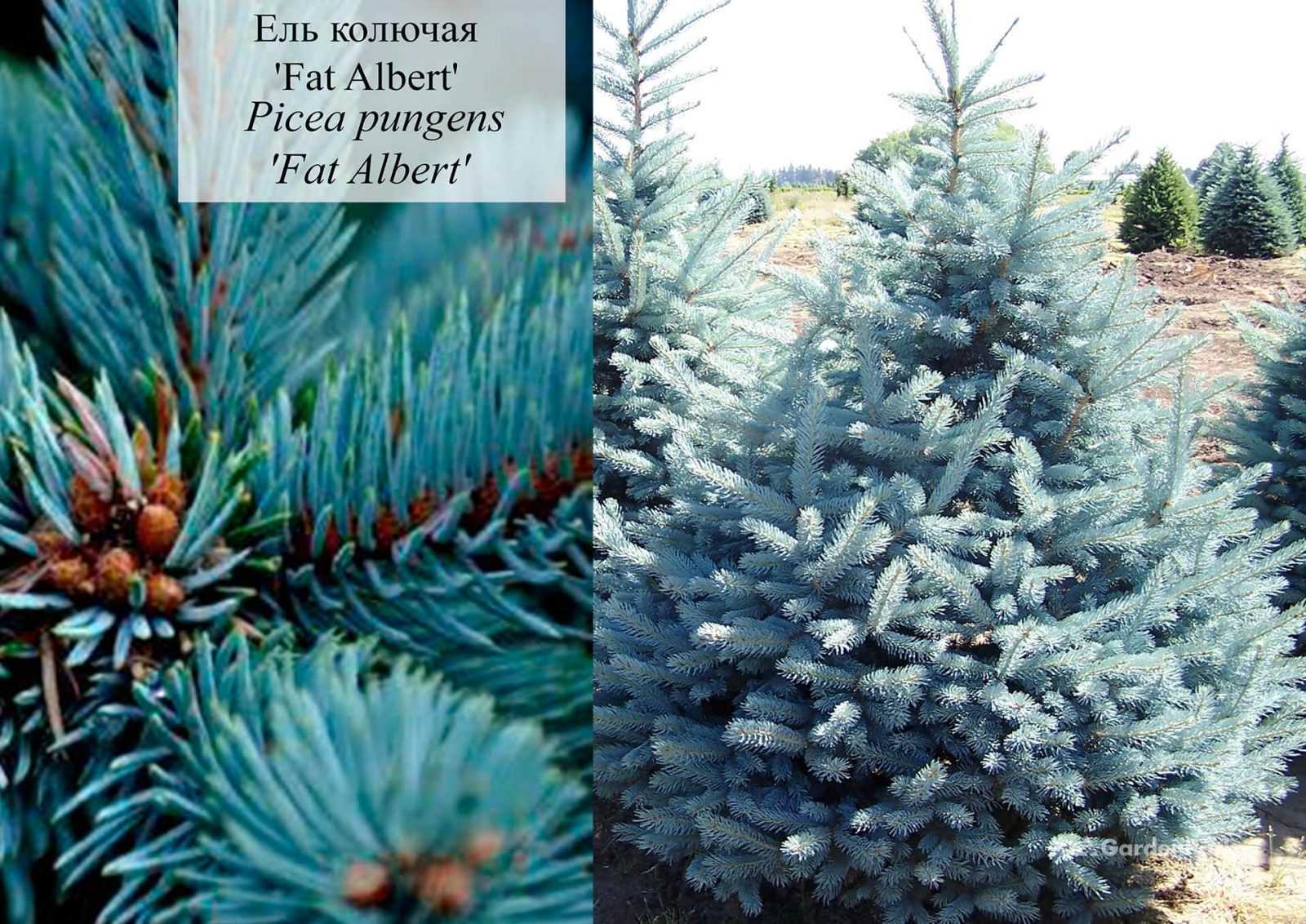 Ель колючая супер блю: описание и фото (picea pungens super blue), характеристики и высота
