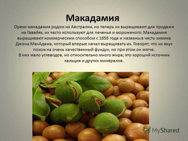 Как посадить и вырастить грецкий орех? уход в условиях открытого грунта