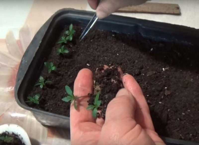 Как собрать семена бархатцев в домашних условиях + видео