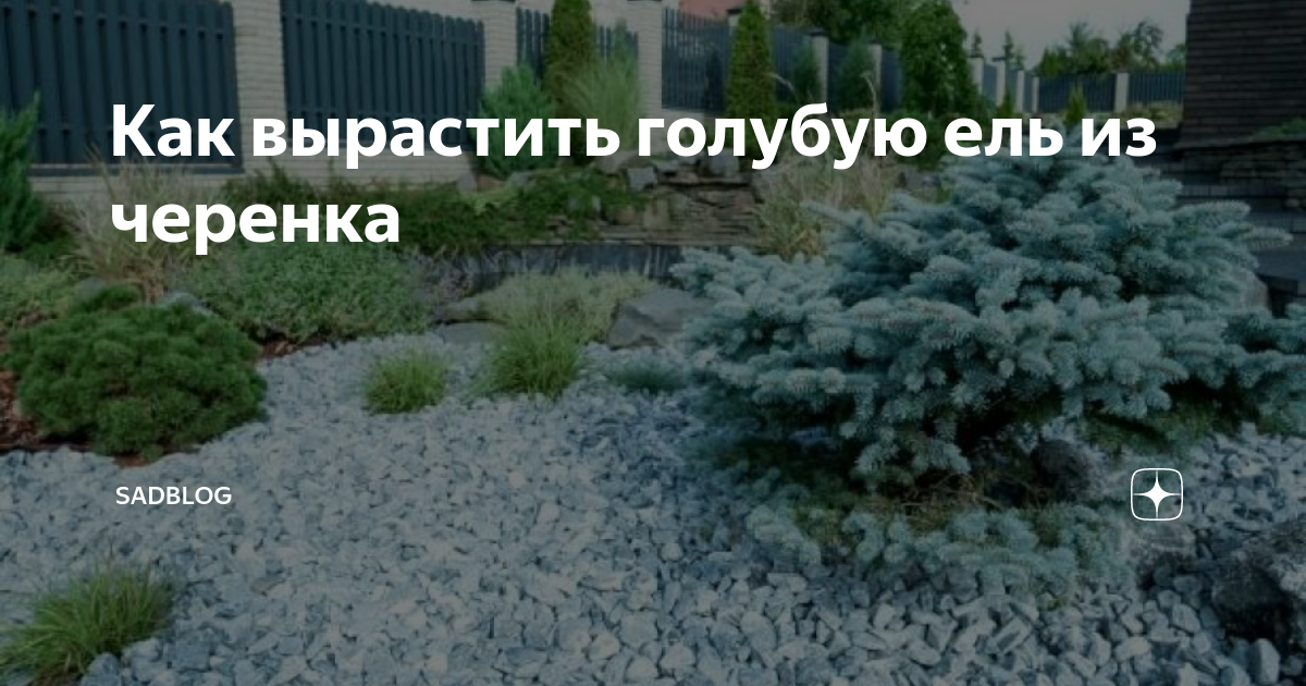 Как вырастить голубую ель из семян своими руками