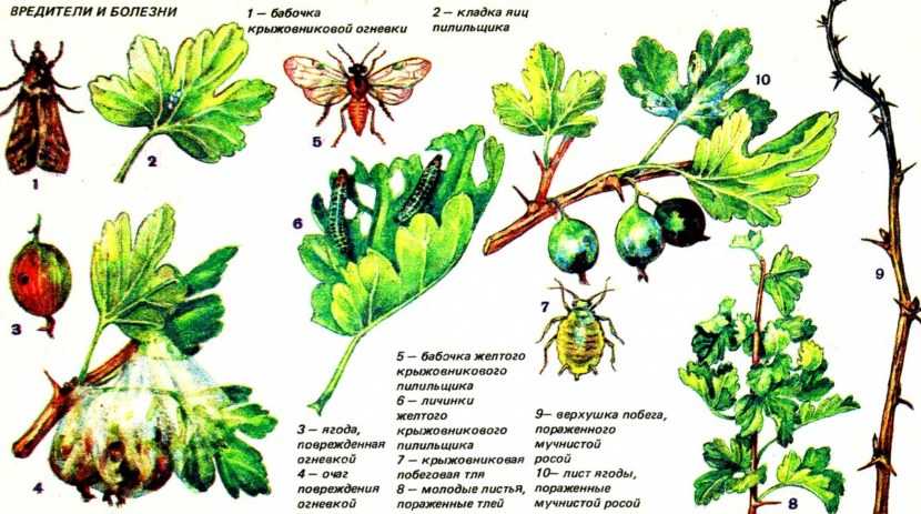 Посадка выращивание и уход за крыжовником в открытом грунте описание и фото сортов