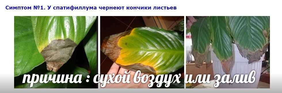 Спатифиллум: чернеют и сохнут кончики листьев? проблемы выращивания спатифиллума