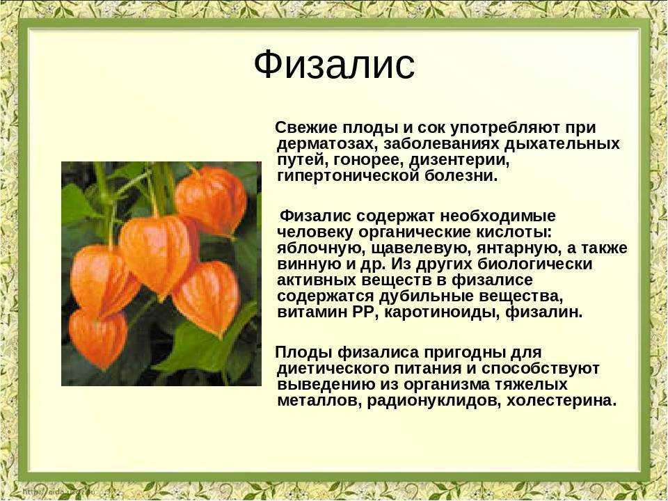 Физалис: выращивание и уход, фото, посадка и размножение сорта в открытом грунте