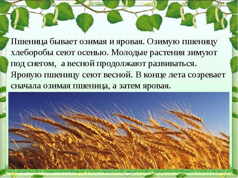 Группы культурных растений. примеры названий культурных растений