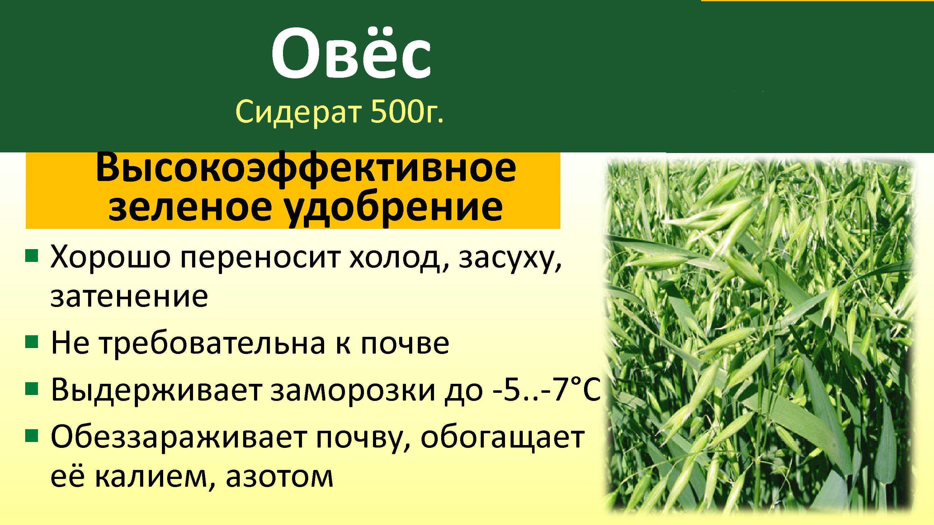 Когда какие сидераты сеять и закапывать: лучшие сидераты: горчица, фацелия, рожь; посев сидератов