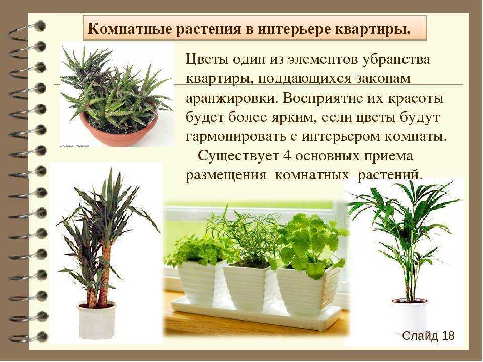 Домашняя (комнатная) герань или пеларгония — уход в домашних условиях