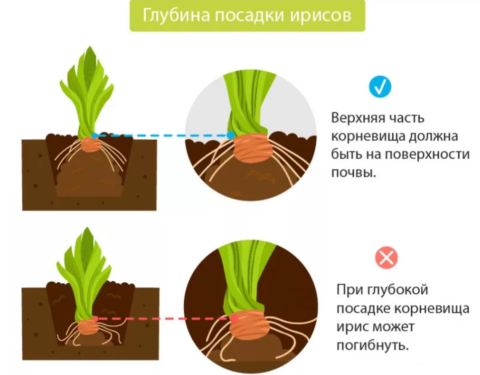 Посадка и уход за ирисами в открытом грунте Каталок с названиями и фото сортов Ирисы после цветения, хранение зимой, как пересаживать