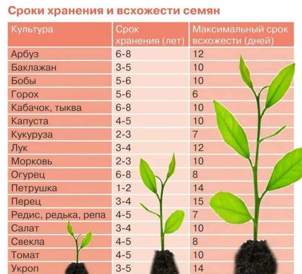 Когда и как сажать редиску весной в открытый грунт: правила посева и выращивания