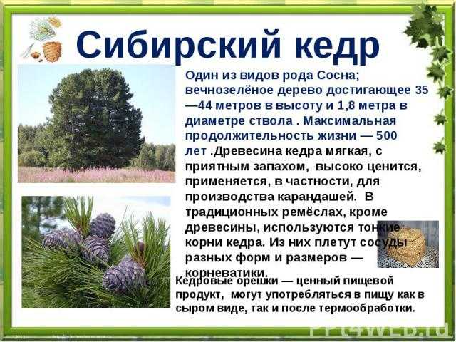 Сосна кедровая: описание, виды, распространение, выращивание