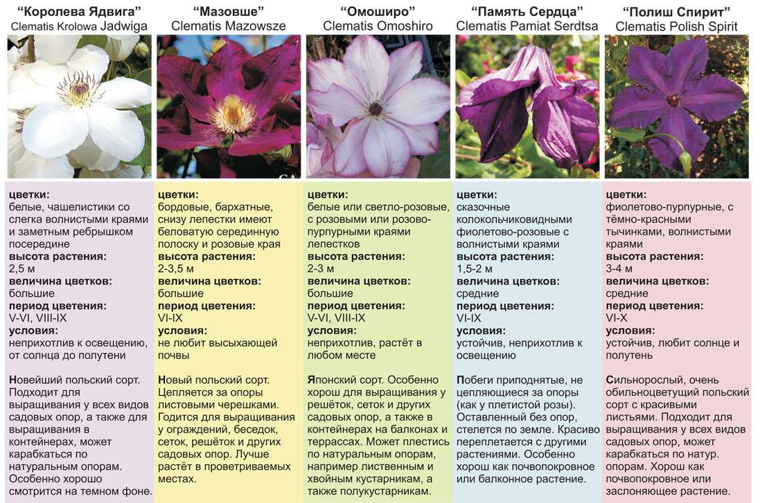 Роза фальстаф (falstaff): описание и фото сорта, применение в ландшафтном дизайне + посадка и уход, отзывы садоводов