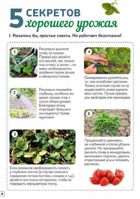 Как из ягоды клубники вырастить рассаду: частые вопросы
