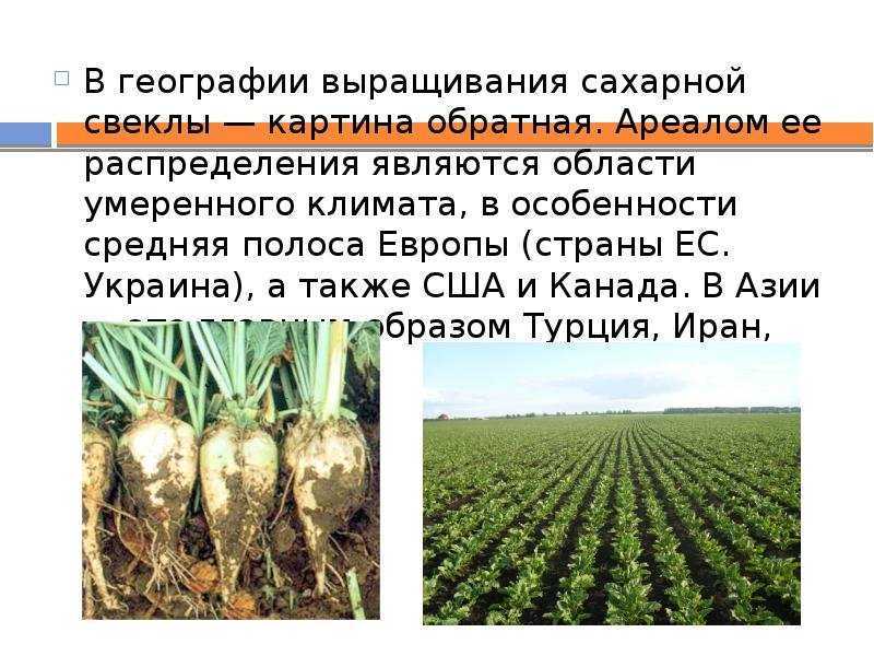 Выращивание свеклы: секреты опытных огородников