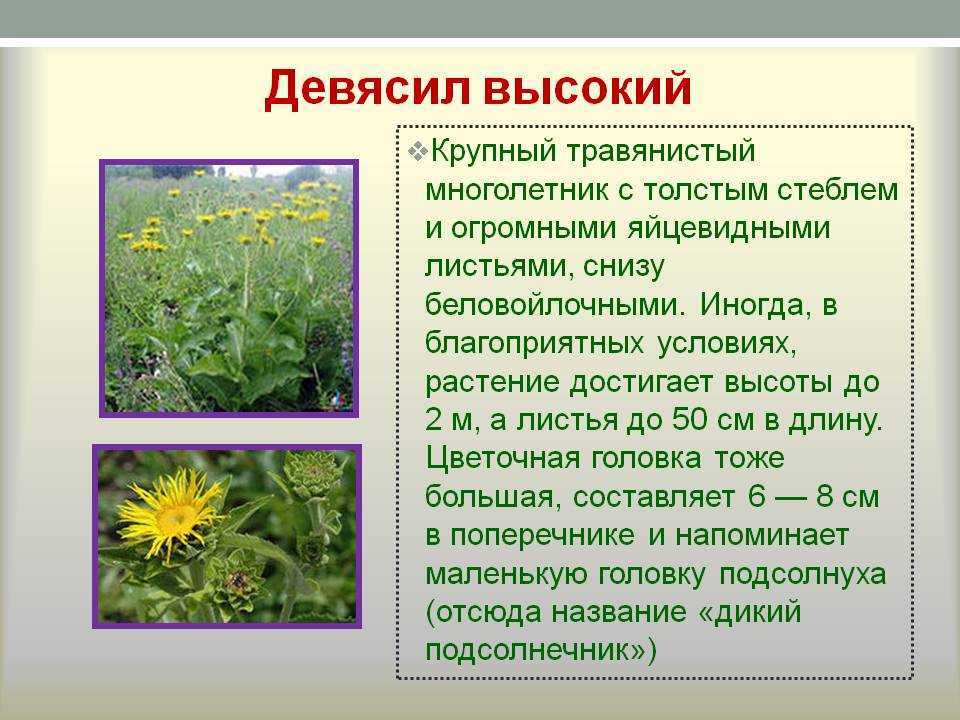 Крестовник обыкновенный - состав, свойства, заготовка, рецепты использования в народной медицине, противопоказания