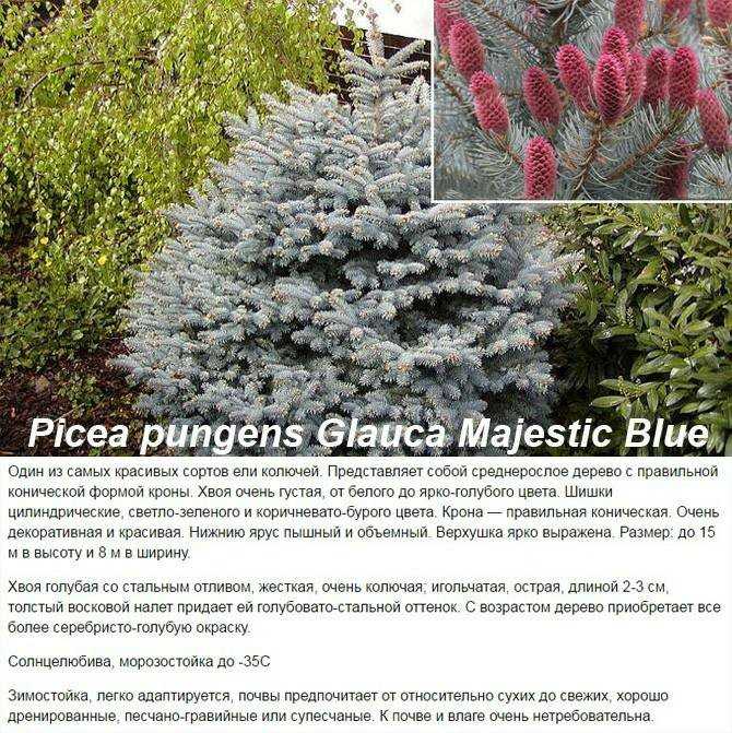 Как вырастить голубую ель из семян?