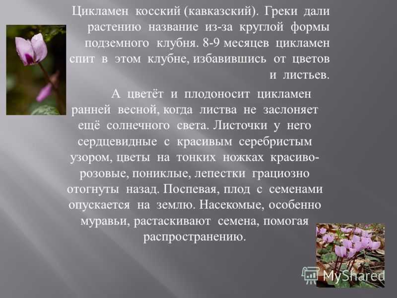Почему вянет цикламен и как спасти растение. что делать, если цикламен вянет и почему это происходит? погиб цикламен что делать