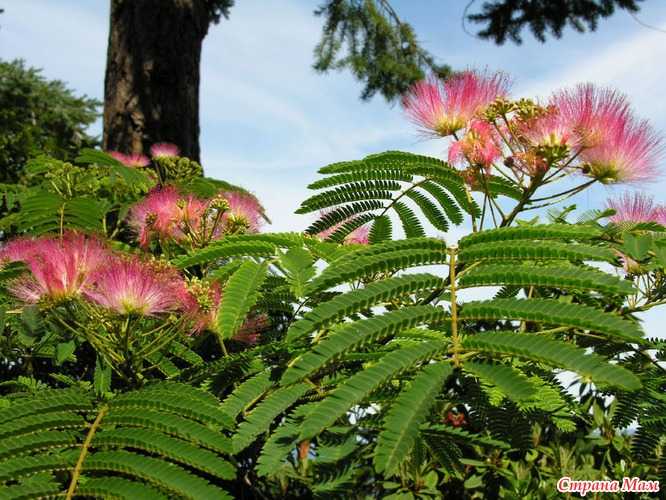 Альбиция ленкоранская – дерево и древесина – albizia julibrissin