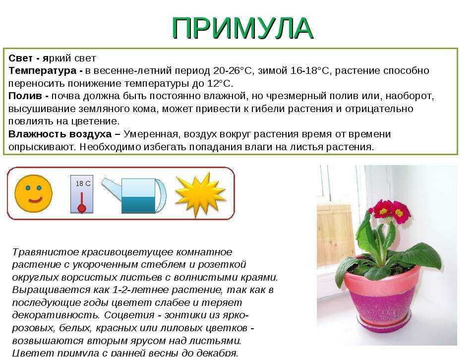 Гардения жасминовая – уход в домашних условиях, размножение, фото