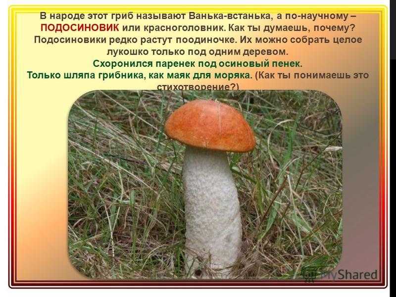 Через сколько дней после дождя будут грибы