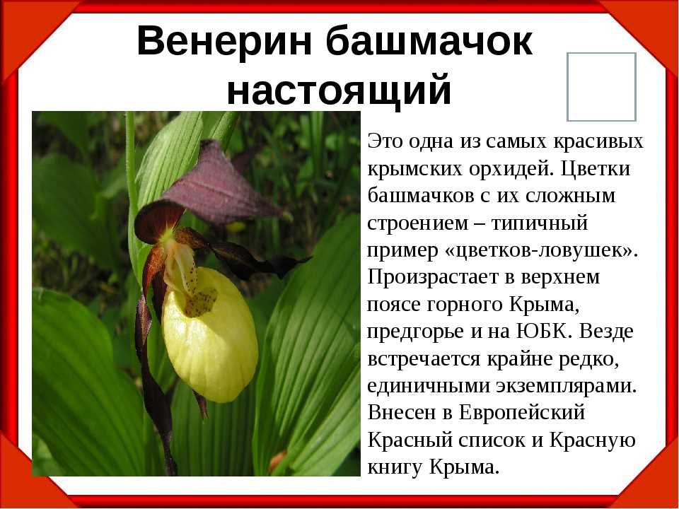 Ванильная орхидея: посадка и уход в домашних условиях