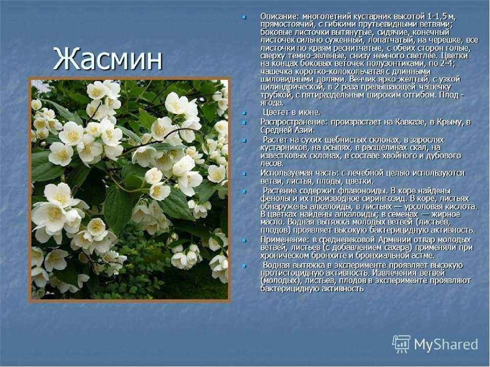 Роза: описание 16 сортов, особенности и уход (150 фото)