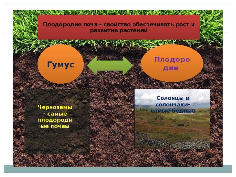 Плодородие почвы: особенности, как повысить и улучшить?