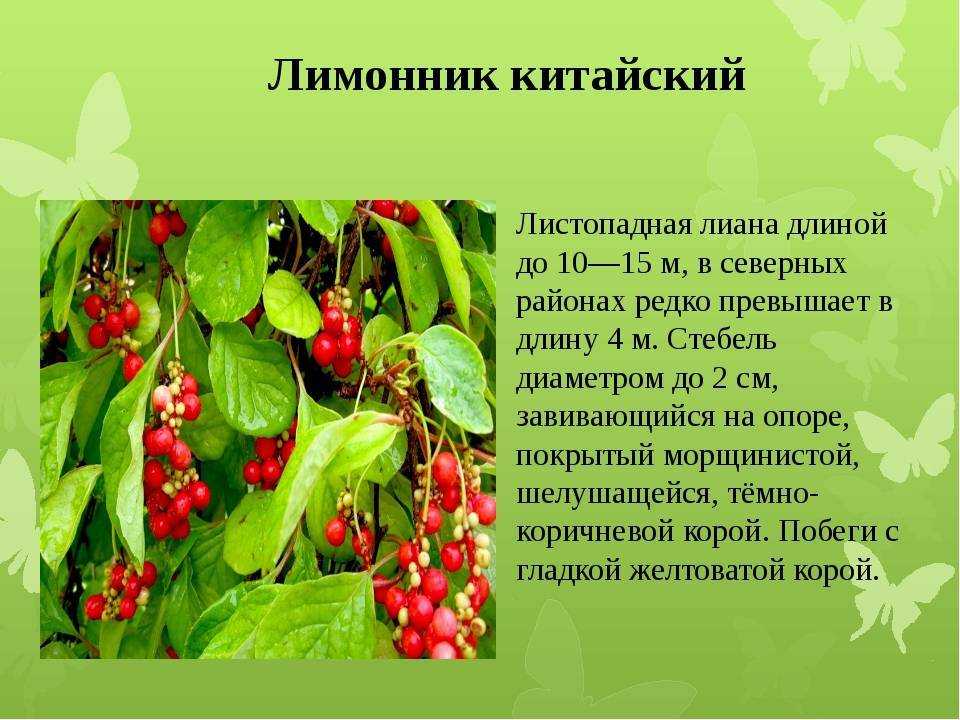 Лимонник китайский, посадка, уход и полезные рецепты