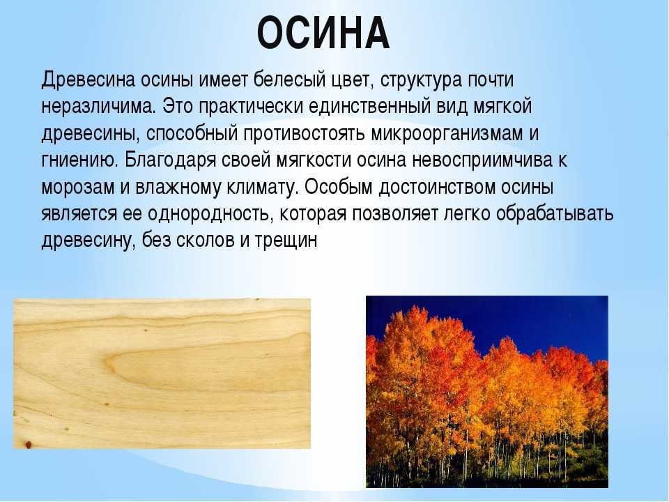 Сибирский кедр или сосна сибирская кедровая: посадка и уход в открытом грунте