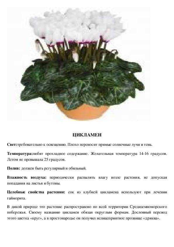 Цикламен. покупка, уход в домашних условиях, размножение
