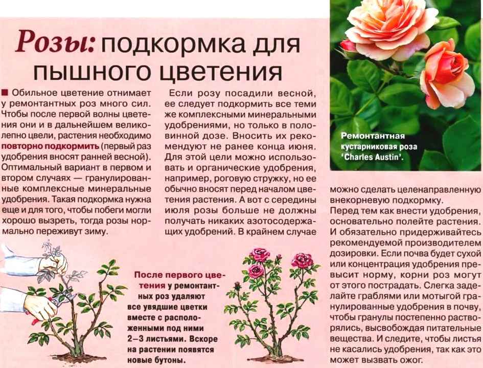 Бегонии