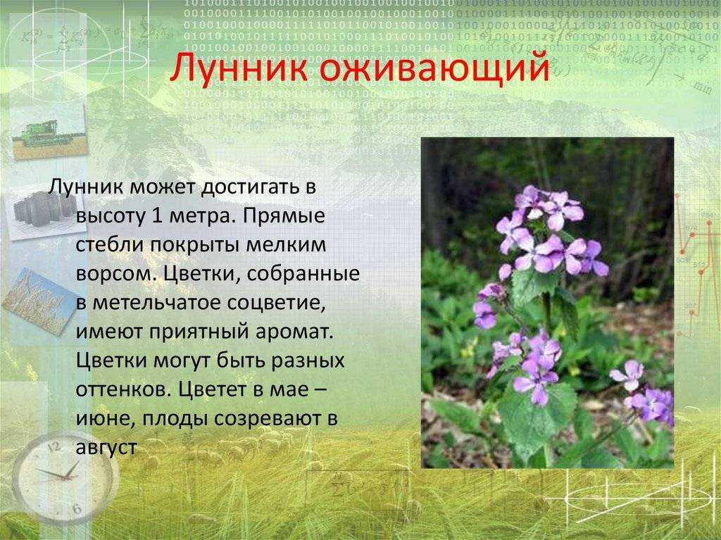ᐉ цветок лунник: посадка и уход в открытом грунте, фото, выращивание из семян - roza-zanoza.ru