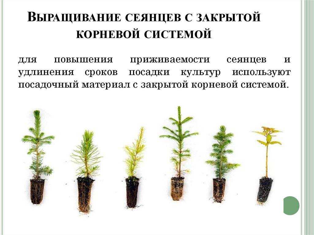 Размножение адениумов черенками: что нужно знать об обрезке нужной ветки, как укоренить дома верхушки растения, какой уход понадобится дальше?дача эксперт