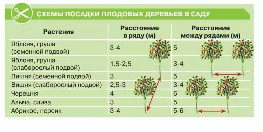 Самшит на даче: секреты ухода и размножения растения. расположение саженцев при посадке в саду. полезные свойства самшита. фото и видео-уроки по выращиванию от садоводов