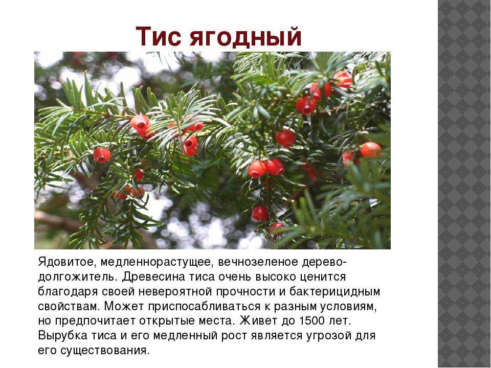 Тис: фото и описание дерева, посадка и уход в открытом грунте