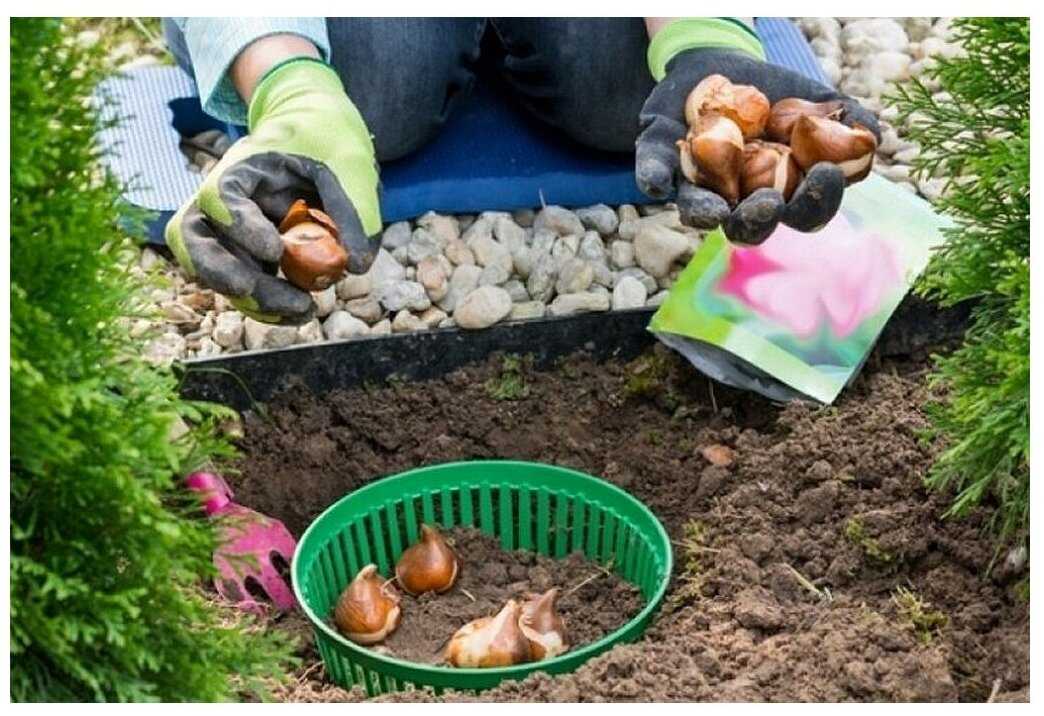 Сажаем луковичные цветы в корзинки – удобно, практично, быстро