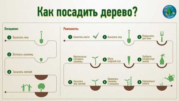 Азимина: посадка и уход, выращивание в грунте