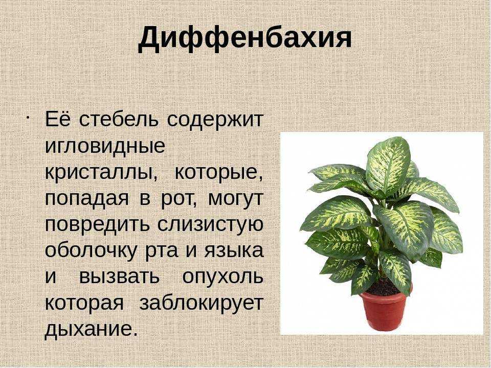 Диффенбахия пятнистая - уход в домашних условиях, фото