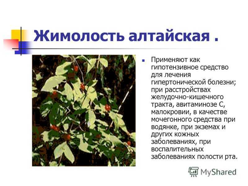 Багульник: лечебные свойства и противопоказания травы багульника | азбука здоровья