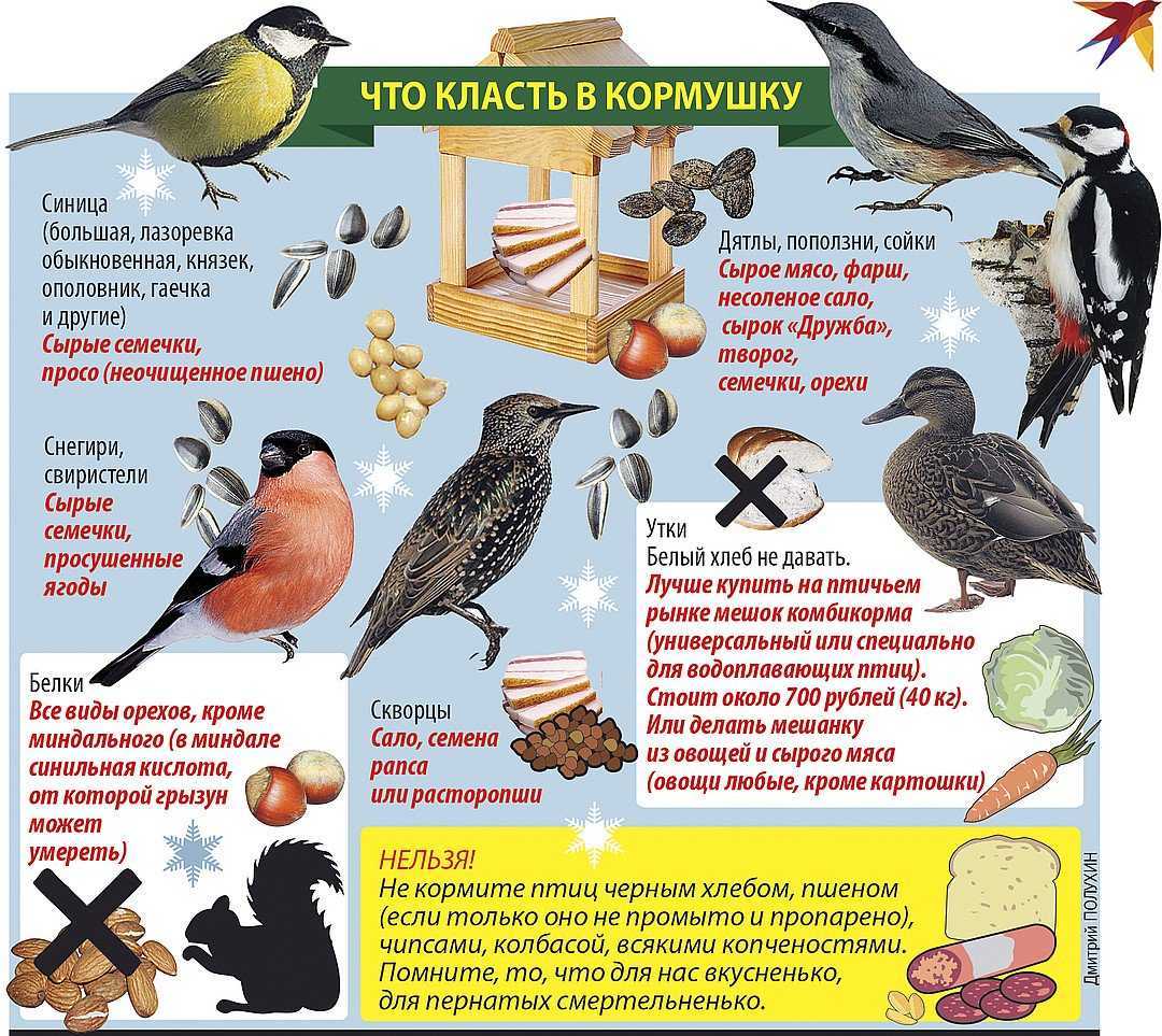 Чем кормить синичек зимой в кормушке: что они едят?