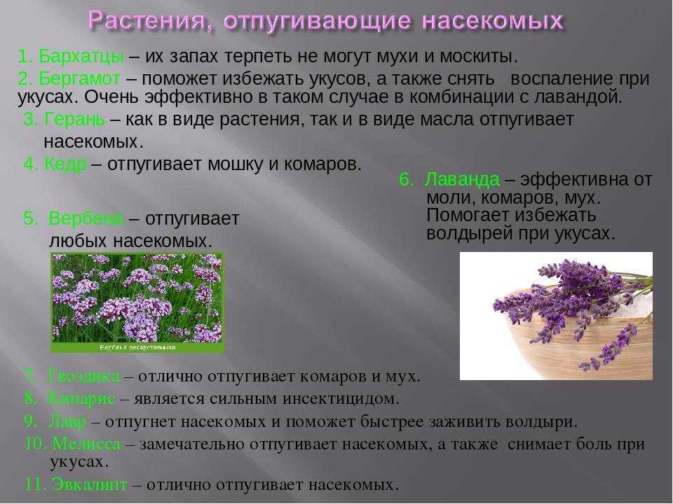 Как бороться с тлей на комнатных растениях и победить: эффективные методы для домашних условий