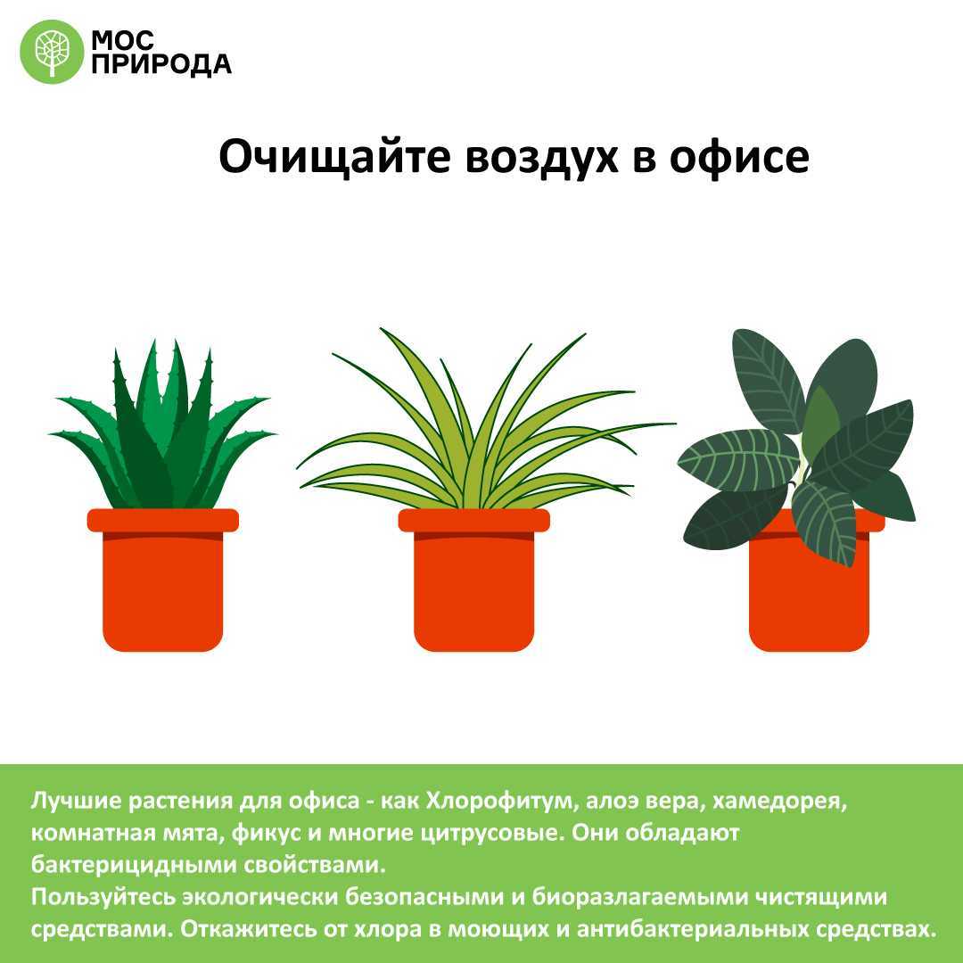 Комнатные растения, которые очищают воздух для детской, спальни, гостиной, кухни