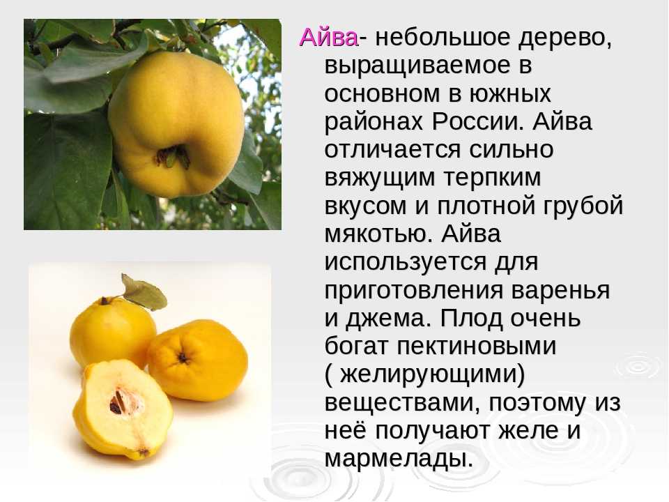 Айва японская: посадка и уход в открытом грунте, размножение, обрезка, фото