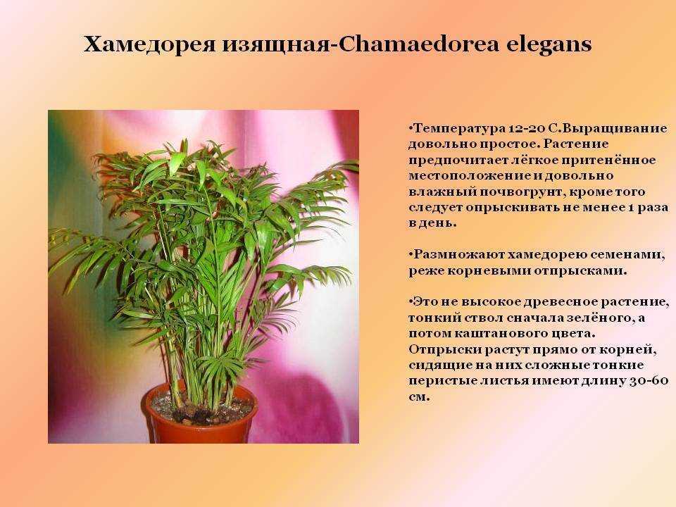 Выращиваем хамедорею – гостью из тропического леса. хамедорея: посадка, выращивание и уход в домашних условиях - автор екатерина данилова - журнал женское мнение