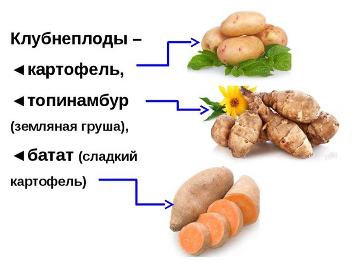Отличия батата от картофеля: сравнение по калорийности, вкусу и другим параметрам, что полезнее и когда применяется? русский фермер