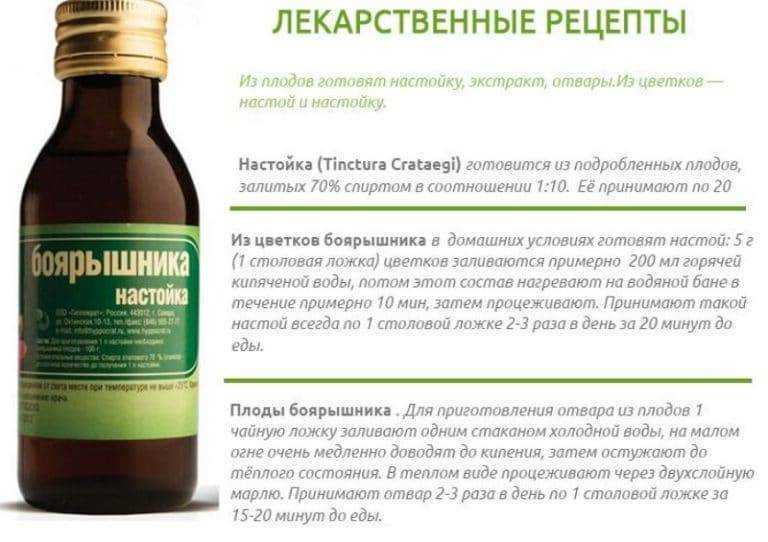 Полезные свойства опунции, выращивание в домашних условиях