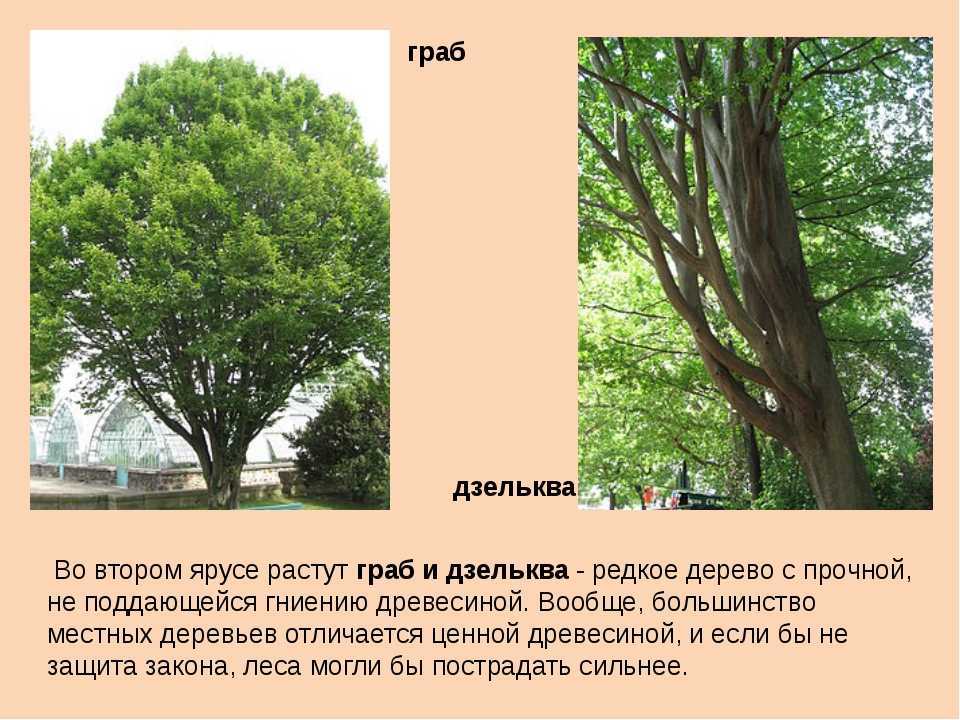 Бук: фото и описание дерева, как выглядит и где растет, посадка и уход