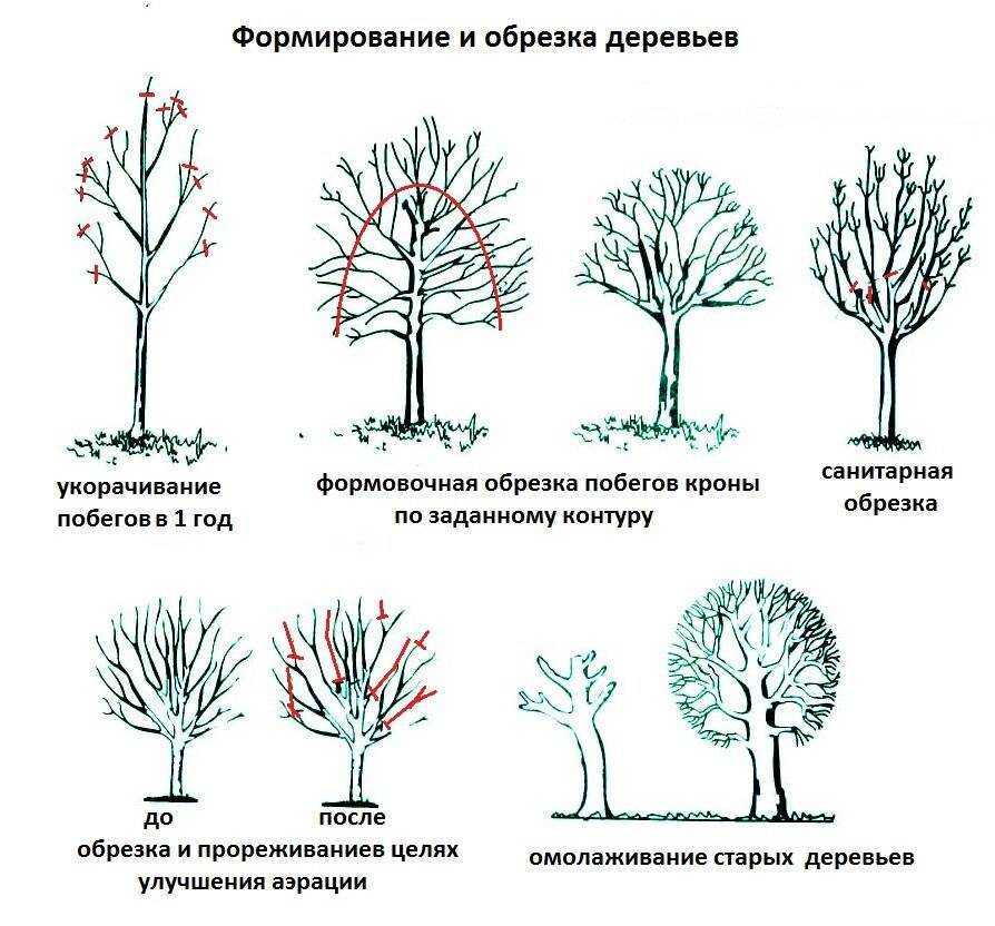 Уход за фуксией зимой в домашних условиях: основные правила