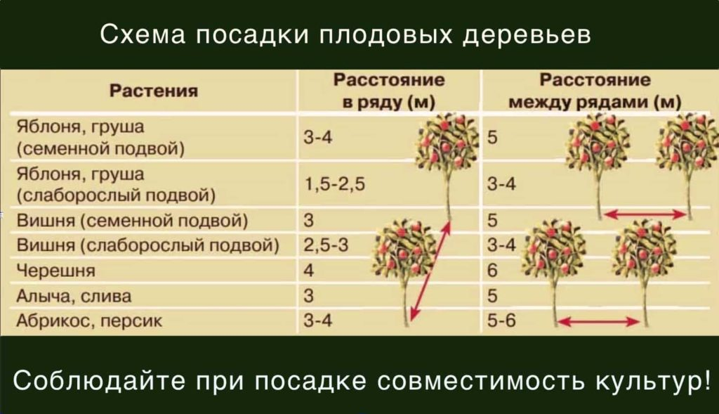 Самшит
