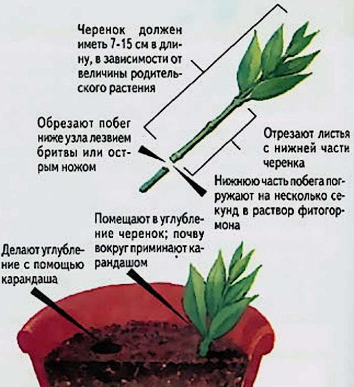 Как посадить черенок бегонии без корней