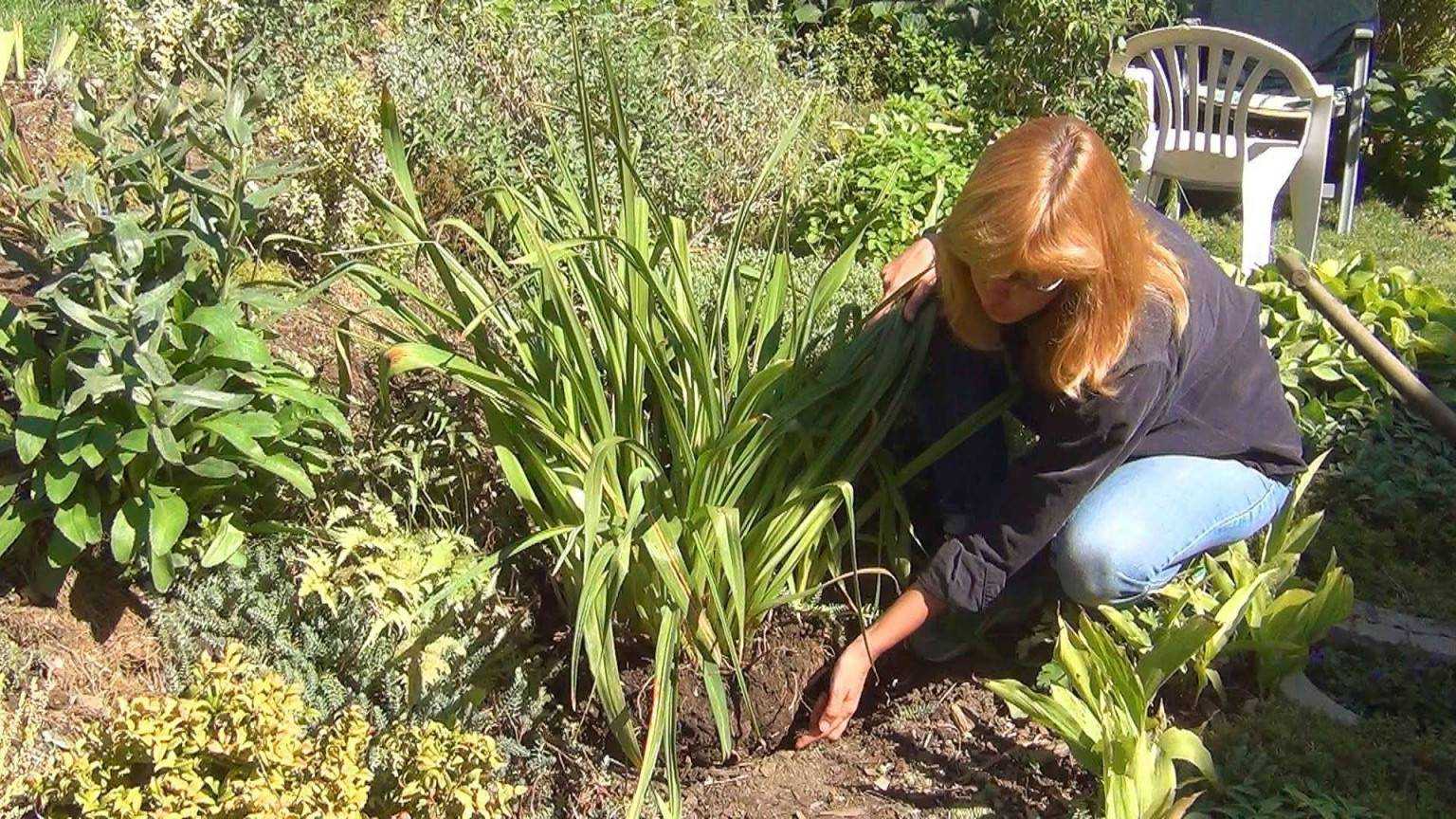 Такое многолетнее травянистое растение как лилейник Hemerocallis, которое еще именуют красоднев, относится к подсемейству лилейниковые семейства ксанторреевые