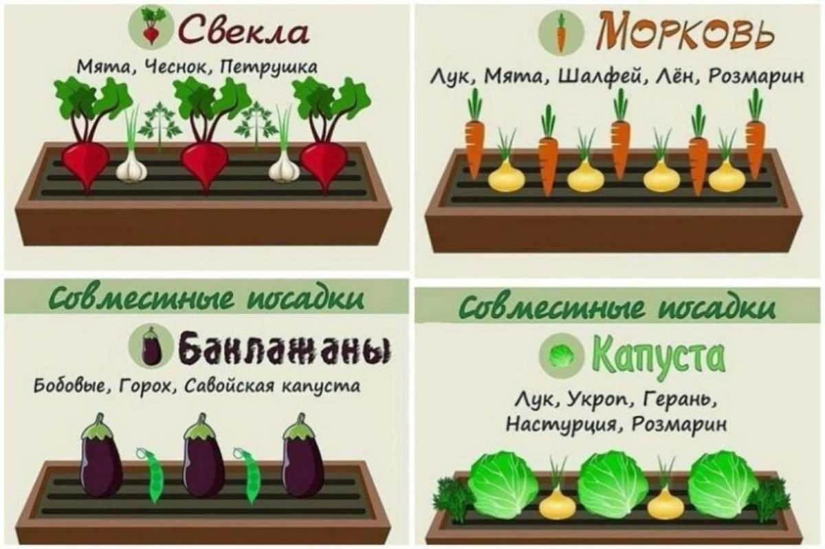 Каллизия — оригинальный почвопокровный суккулент. уход в домашних условиях. фото — ботаничка